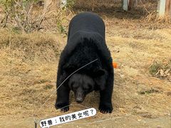 -武汉动物园