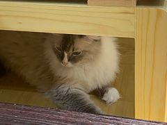 -滚猫咖啡·猫咖·猫友好撸猫(未来城店)
