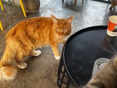 -喵屿·大理花园猫咖