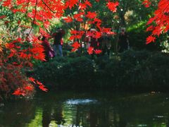 -秋霞圃