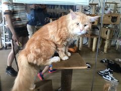 -more than meow吴止猫主题餐厅(承德 中船汇店)