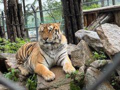 -横道河子东北虎林园