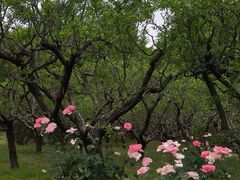 -莲花池公园