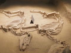 -洛阳周王城天子驾六博物馆