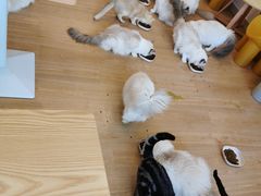-有喵·猫咖·狗咖·30几只猫10只小狗(岗厦店)