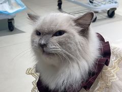 -怪兽屋·羊驼·猫咖·狗咖(俊华广场店)