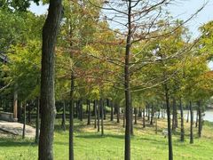 -上海海湾国家森林公园