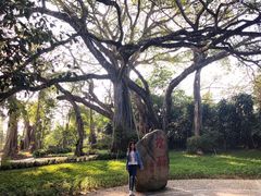 -瑞丽独树成林风景区