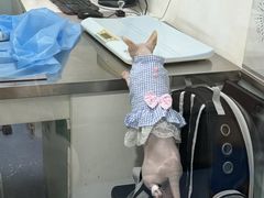 -特一安24小时宠物医院·骨科·中兽医