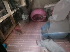 -猫咪博物馆(顶澳仔猫街店)