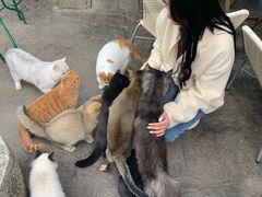 -喵屿·大理花园猫咖