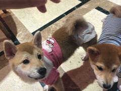 -猫色咖啡·猫咖