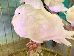 -正佳雨林生态植物园