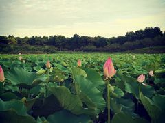 -上海海湾国家森林公园
