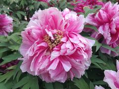-莲花池公园
