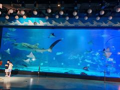 -烟台海昌鲸鲨海洋公园