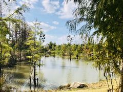 -上海长兴岛郊野公园