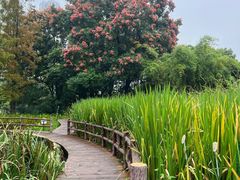 -成都市活水公园