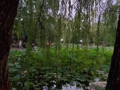 -莲湖公园