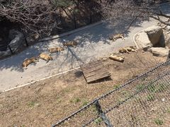 -大连森林动物园