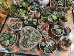 -初念轻轻然(长阳创谷店)