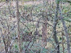 -云碧峰国家森林公园