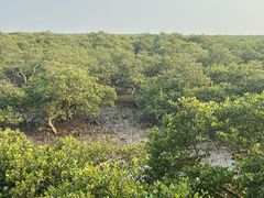 -北海金海湾红树林生态旅游区