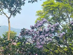 -梧桐山风景名胜区