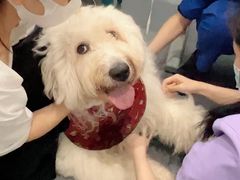 -伟伟宠物医院·CT影像中心·瑞派犬猫综合性门诊(汉口总院)