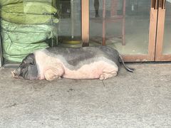 -小小饭店·休闲农庄·安吉松树林里的农家菜