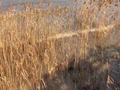 -上海吴淞炮台湾国家湿地公园