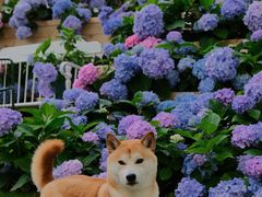 -上海鲜花港
