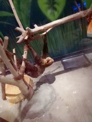 -未来动物城动物主题公园(大悦城店)
