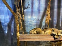 -酷嗒动物文化乐园(cutezoo西溪乐天城店)