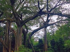 -瑞丽独树成林风景区