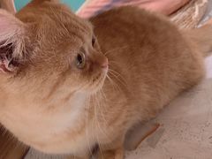 -飞行喵MR PILOT|猫舍·猫咖(静安大融城店)