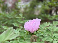 -洛阳市隋唐城遗址植物园
