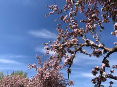 -海棠花溪(元大都城垣遗址公园)