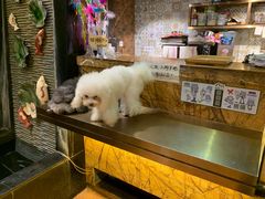 -more than meow吴止猫主题餐厅(承德 中船汇店)
