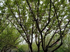 -高东镇樱花园