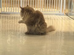 -藏猫猫咖啡主题馆(中央大道店)