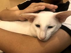 -飞行喵MR PILOT|猫舍·猫咖(静安大融城店)