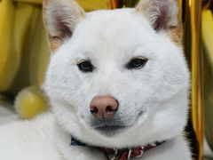 -柴务处·柴犬主题狗咖