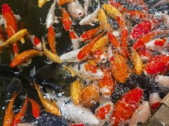 -南宫五洲植物乐园