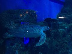 -芜湖新华联大白鲸海洋公园