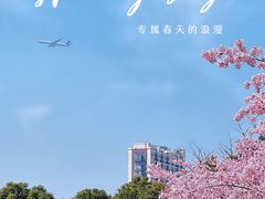 -顾村公园