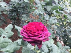 -人民公园(罗湖区)