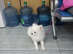 -瑞派名望志远动物医院·猫科·內科·异宠专科(直港大道店)