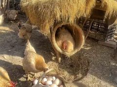 -HERRE·FARM 赫尔露营农场·团建聚会包场