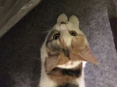 -猫色咖啡·猫咖